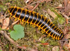 Apheloria virginiensis corrugata 2014-06-24 by Marshal Hedin, San Diego State University. Used under a CC BY 2.0 license.