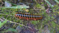 Apheloria virginiensis corrugata 220821502 by Adam Wilson. Used under a CC BY 4.0 license.