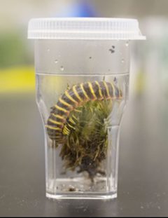 Apheloria virginiensis corrugata in vial by Jackson C. Means, Elizabeth A. Francis, Avery A. Lane, Paul E. Marek. Used under a CC BY 4.0 license.