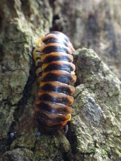 Rudiloria trimaculata trimaculata by Chris Alice Kratzer. Used under a CC BY-SA 4.0 license.