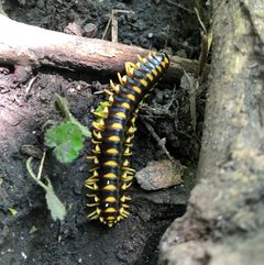 Rudiloria trimaculata trimaculata - inat 42698491 by {{{name}}}. Used under a CC BY 4.0 license.