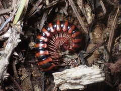 Selenocheir sinuata by Chloe and Trevor Van Loon. Used under a CC BY 4.0 license.