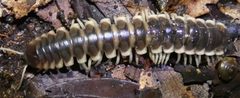 Pachydesmus crassicutis incursus 212465734 by kcthetc1. Used under a CC0 license.