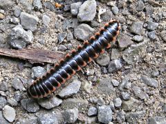 Millipede Pleuroloma flavipes 17 May 2013 by Cathie Bird. Used under a CC BY-SA 2.0 license.