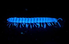 Pleuroloma.flavipes.ultraviolet by Alan Rockefeller. Used under a CC BY-SA 4.0 license.