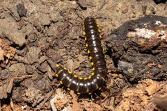 Harpaphe haydeniana 202077406 by Michael Eisen. Used under a CC BY 4.0 license.