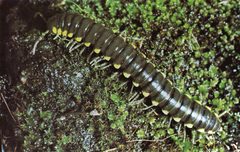 Harpaphe haydeniana scotia by John S. Buckett and Michael R. Gardner. Used under a Public domain license.