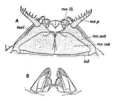 Jaws of Polyxenus lagurus EB1911 by Unknown authorUnknown author. Used under a Public domain license.