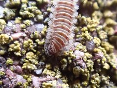 Polyxenus lagurus 182584476 by Jean-Paul Boerekamps. Used under a CC0 license.