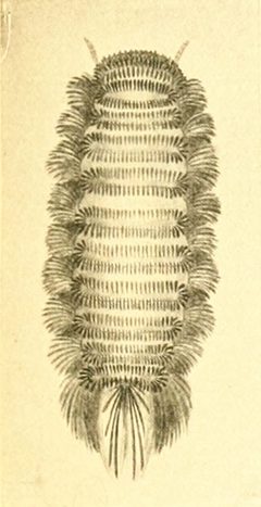 Polyxenus lagurus BMNH 1910 by Arthur Stanley Hirst. Used under a Public domain license.