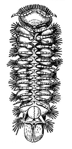 Polyxenus lagurus ventral EB1911 by Unknown authorUnknown author. Used under a Public domain license.