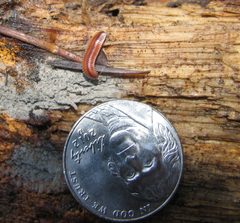 Ocotglena birvirgata with nickel by Sam McNally. Used under a CC BY-SA 4.0 license.