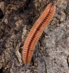 Octoglena bivirgata 3313536 by Marshal Hedin. Used under a CC BY-SA 4.0 license.