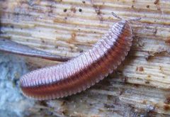 Octoglena bivirgata Santa Cruz county by Sam McNally. Used under a CC BY-SA 4.0 license.