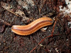 Octoglena bivirgatum 178638125 by Cricket Raspet. Used under a CC BY 4.0 license.