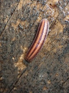 Octoglena bivirgatum 241902817 by Cricket Raspet. Used under a CC BY 4.0 license.