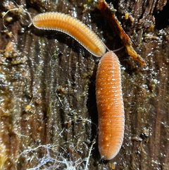 Bdellozonium cerviculatum by Paul Marek. Used under a CC BY 4.0 license.
