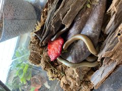 Millipedes eating a strawberry by Anonymoose XVI. Used under a CC BY-SA 4.0 license.