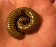 Narceus Gordanus millipede in defensive spiral by Anonymoose XVI. Used under a CC BY-SA 4.0 license.