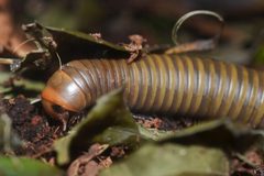 Narceus gordanus by Andrew C. Used under a CC BY 2.0 license.