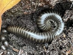 Tylobolus uncigerus by Kathy Fulton. Used under a CC0 license.