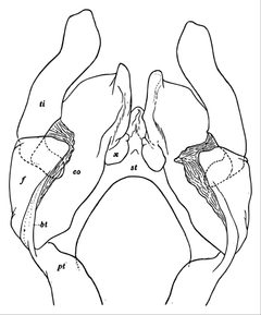 Tylobolus uncigerus anterior gonopods by Henri Wilfred Brolemann (1860 - 1933). Used under a Public domain license.