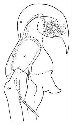 Tylobolus uncigerus posterior gonopod by Henri Wilfred Brolemann (1860 - 1933). Used under a Public domain license.