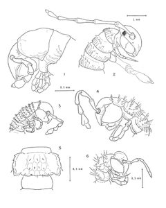A Synopsis of the Cave Millipeds of the United States 1-6 by William A. Shear. Used under a CC0 license.