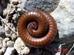 Desert Millipede - Orthoporus ornatus by U.S. Fish and Wildlife Service. Used under a Public domain license.
