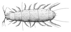 Pauropus huxleyi by authors: Ralf Janssen, Nikola-Michael Prpic and Wim GM Damen. Used under a CC BY 2.0 license.