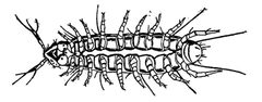 Pauropus huxleyi ventral EB1911 by Unknown authorUnknown author. Used under a Public domain license.